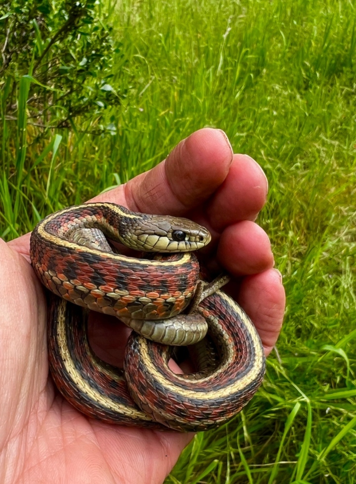 Coast Garter Snake